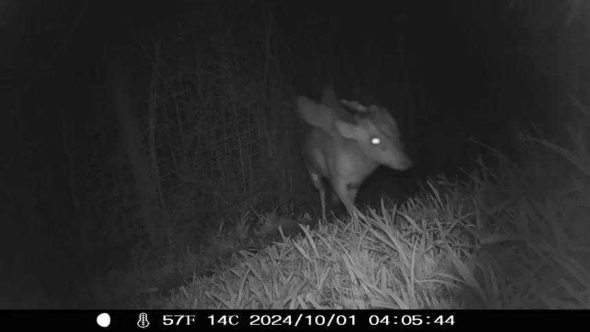 camera trap image of the mysterious creature from bristol zoo project